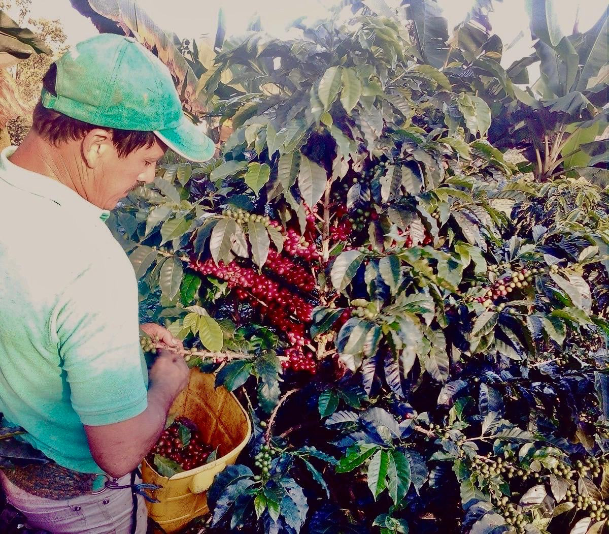 Orlando Peña
